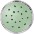 light green-1.jpg